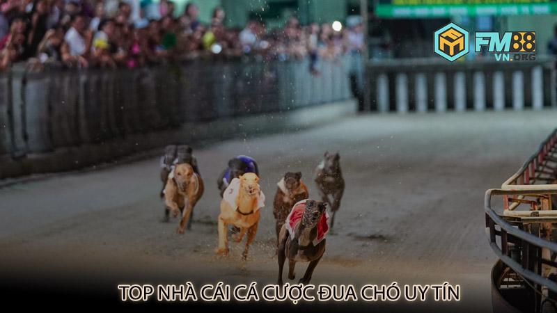 Top nhà cái cá cược đua chó uy tín